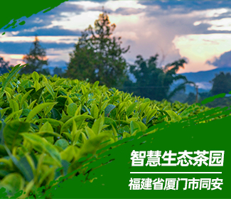 托普助力廈門同安試點(diǎn)生態(tài)茶園 以綠色發(fā)展引領(lǐng)鄉(xiāng)村振興